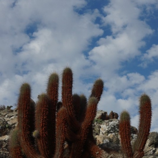 Echinopsis skottsbergii